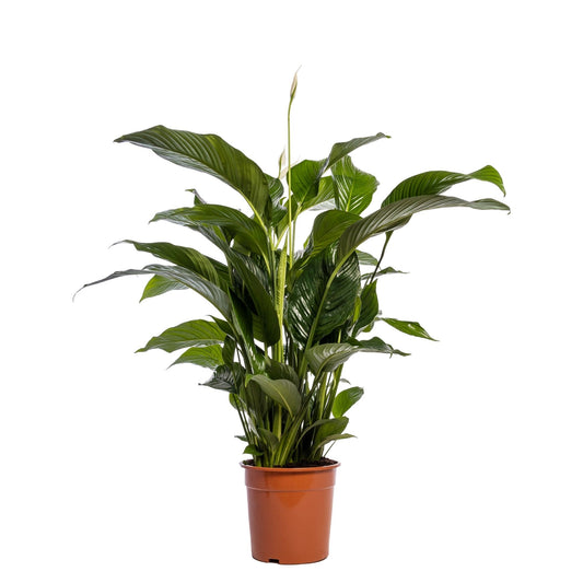 Spathiphyllum 24cm Sweet Lauretta - Green Plant The Horti House