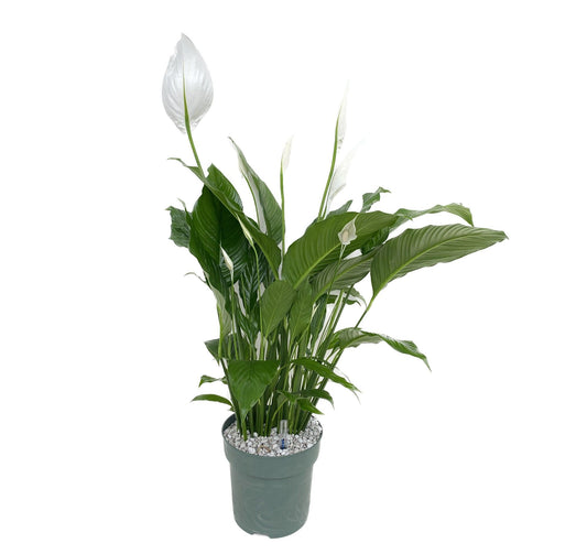 Spathiphyllum 27cm Sweet Sebastiano Hydro - Green Plant The Horti House