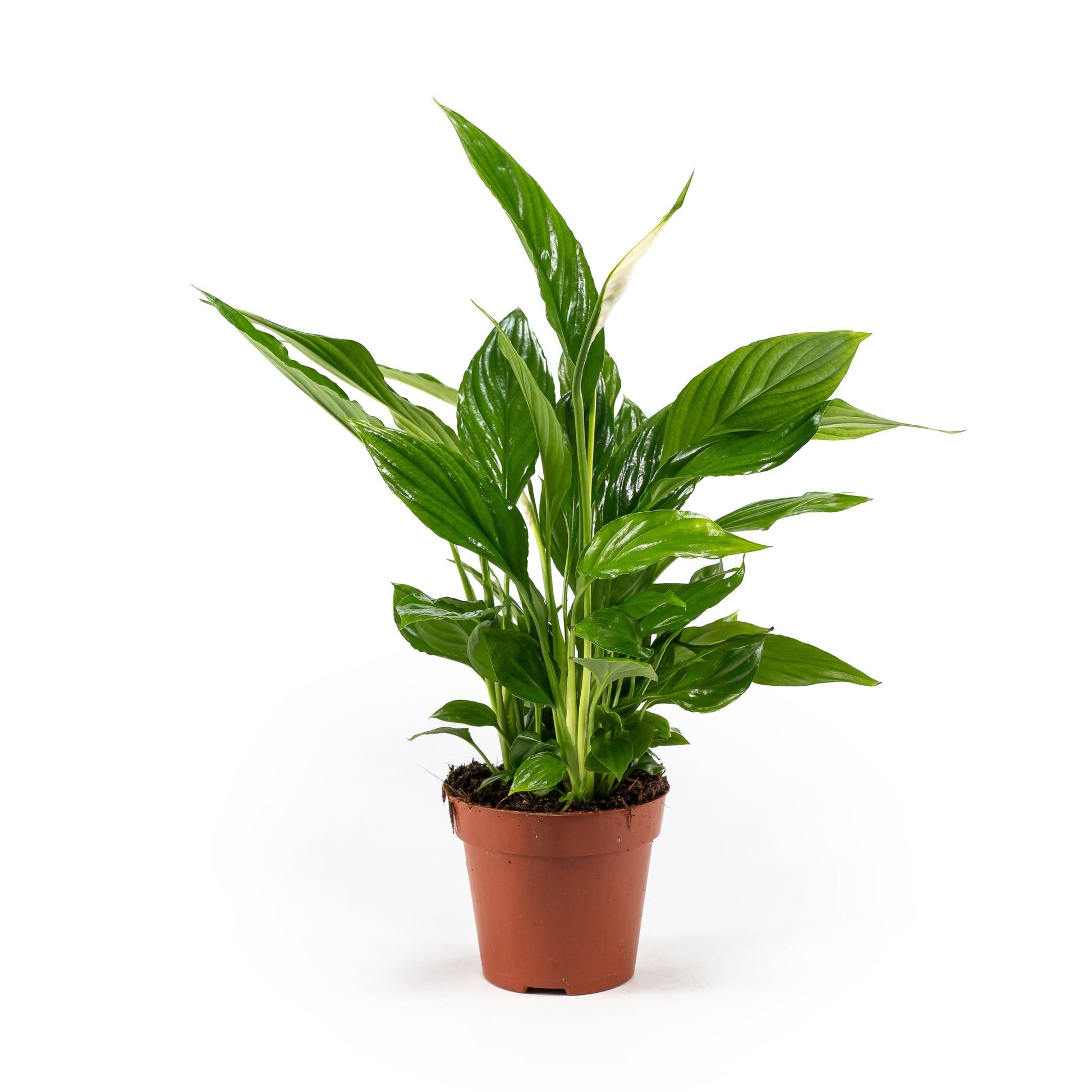 Spathiphyllum 9cm - Flowering The Horti House