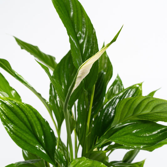 Spathiphyllum 9cm - Flowering The Horti House