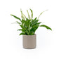 Spathiphyllum 9cm in Cambridge Ceramic - Flowering The Horti House