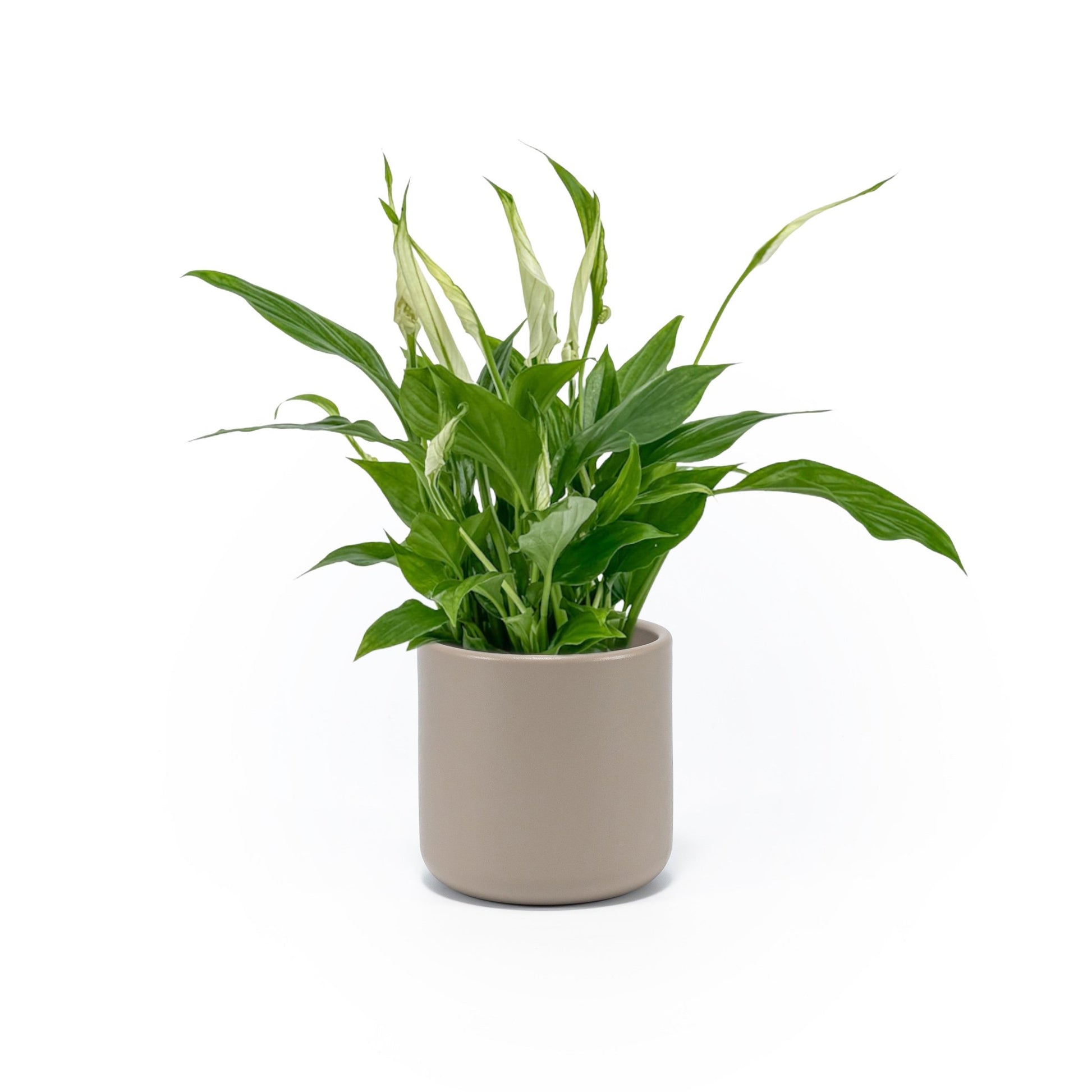 Spathiphyllum 9cm in Cambridge Ceramic - Flowering The Horti House