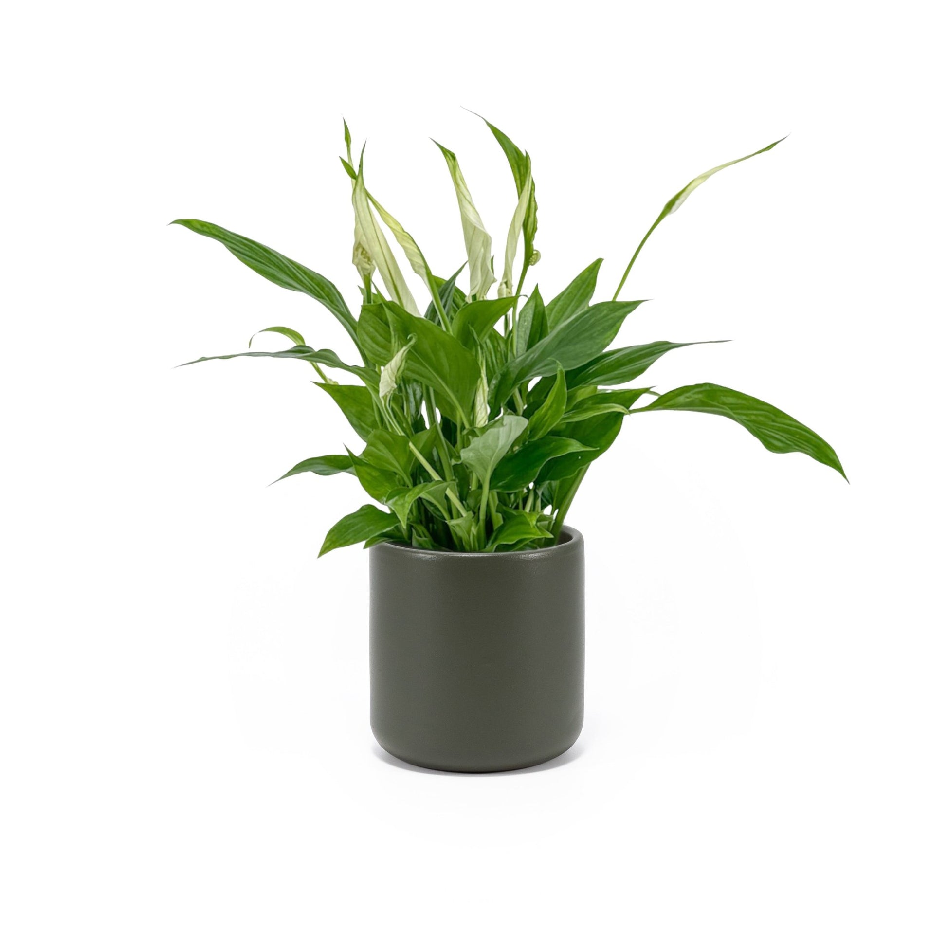 Spathiphyllum 9cm in Cambridge Ceramic - Flowering The Horti House