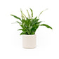 Spathiphyllum 9cm in Cambridge Ceramic - Flowering The Horti House