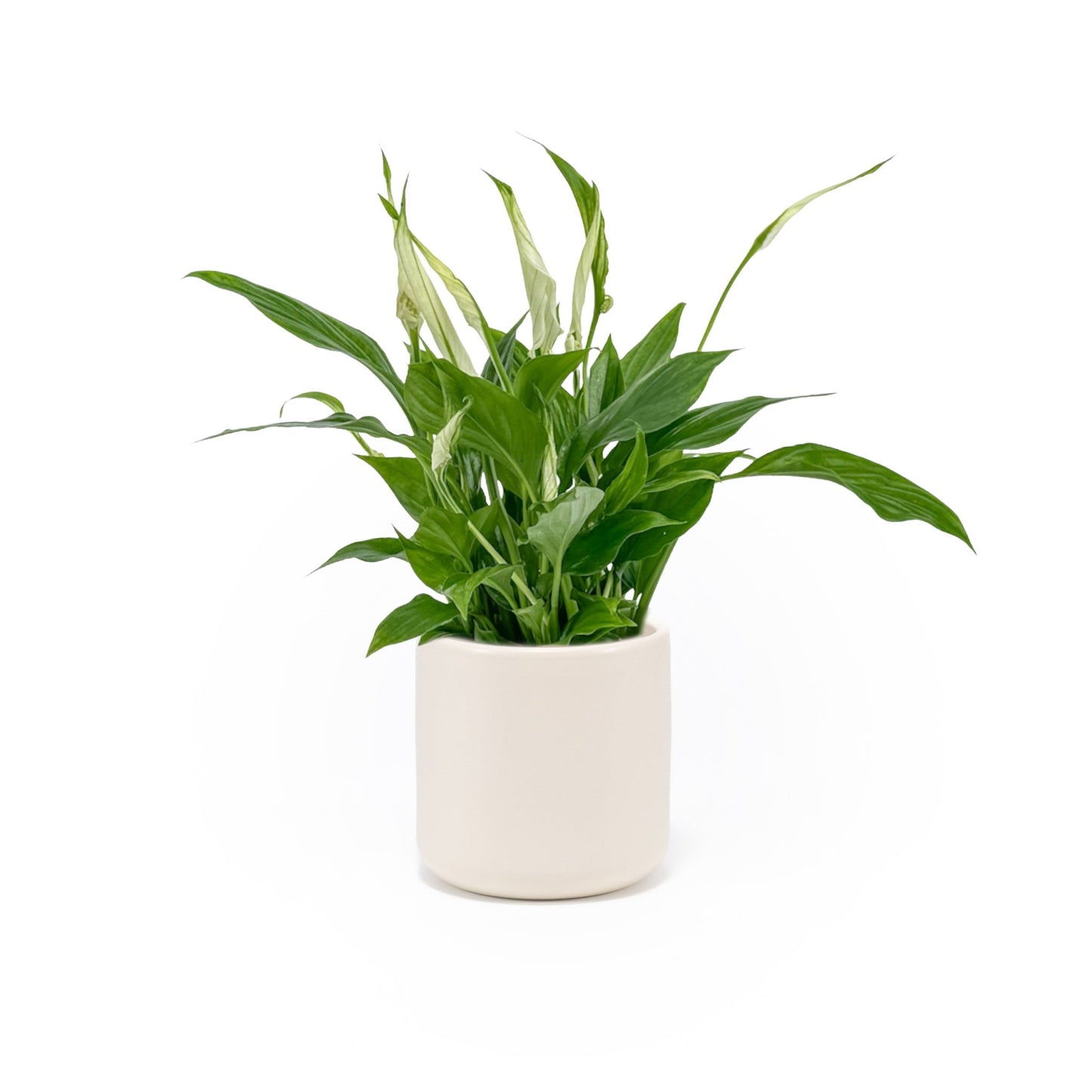Spathiphyllum 9cm in Cambridge Ceramic - Flowering The Horti House