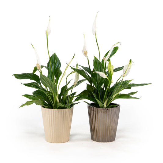Spathiphyllum 9cm in Christmas Ceramic - Flowering The Horti House
