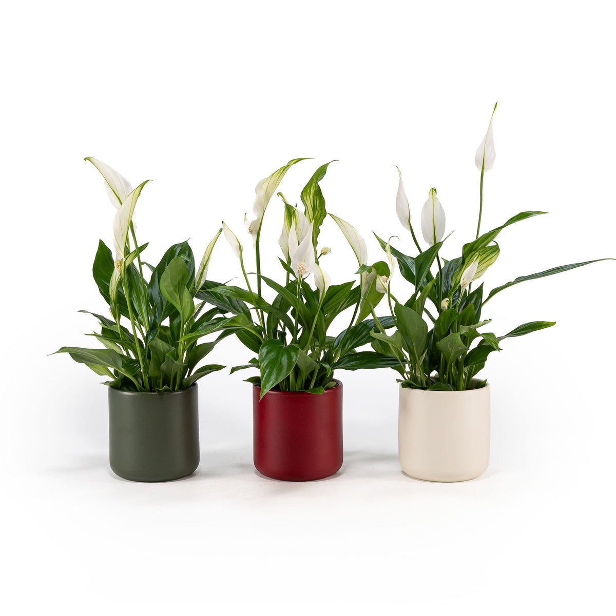Spathiphyllum 9cm in Festive Ceramic - Flowering The Horti House