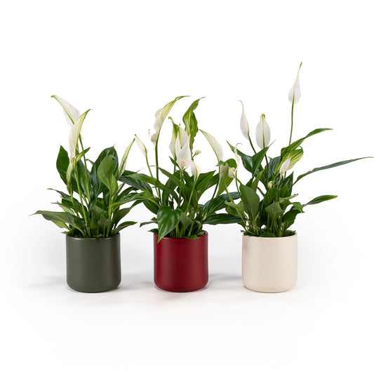 Spathiphyllum 9cm in Festive Ceramic - Flowering The Horti House