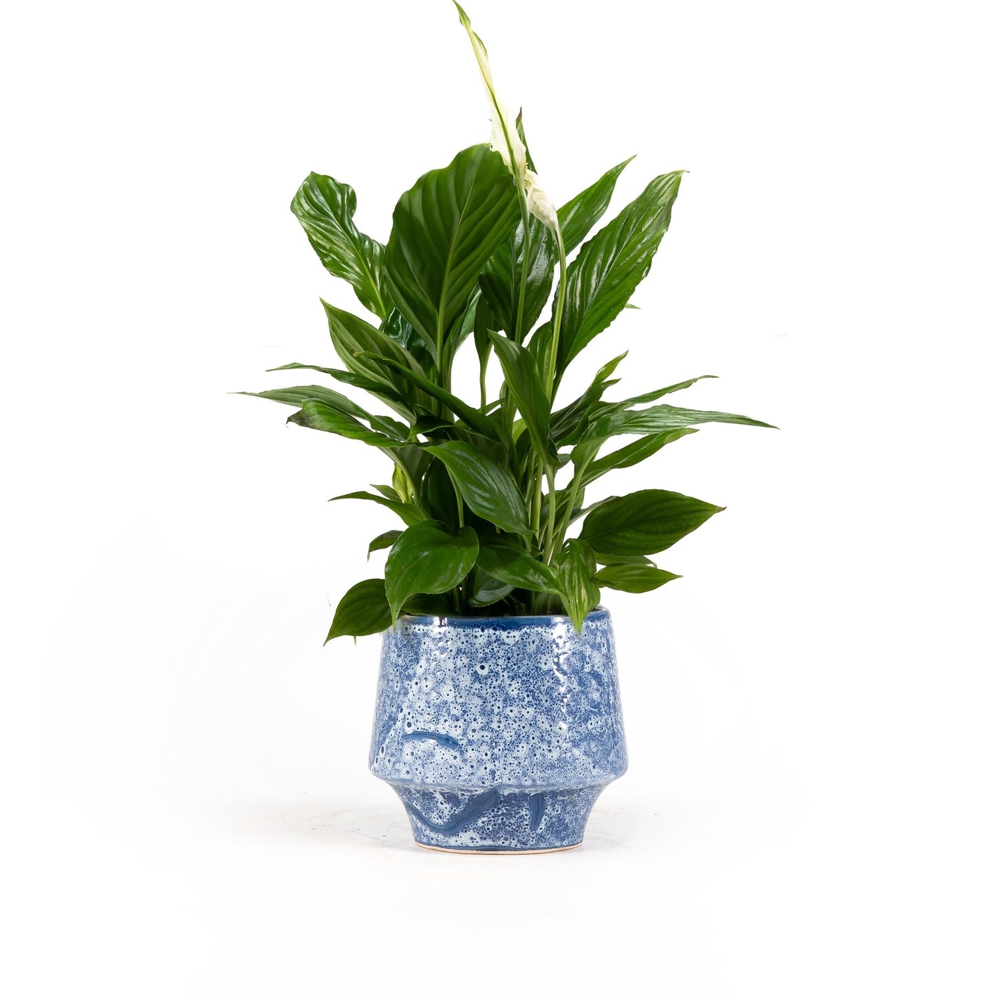 Spathiphyllum 12cm in Artisan No.5 Ceramic - Flowering The Horti House