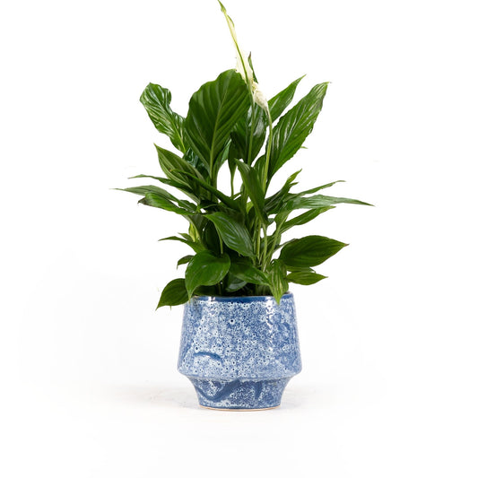 Spathiphyllum 12cm in Artisan No.5 Ceramic - Flowering The Horti House