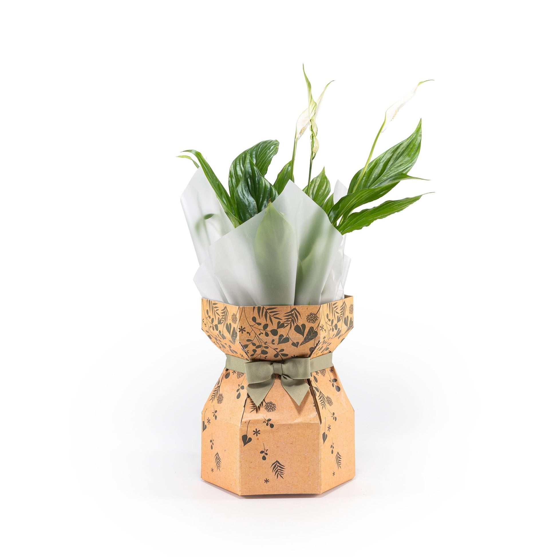 Spathiphyllum 12cm in Gift Box - Flowering The Horti House