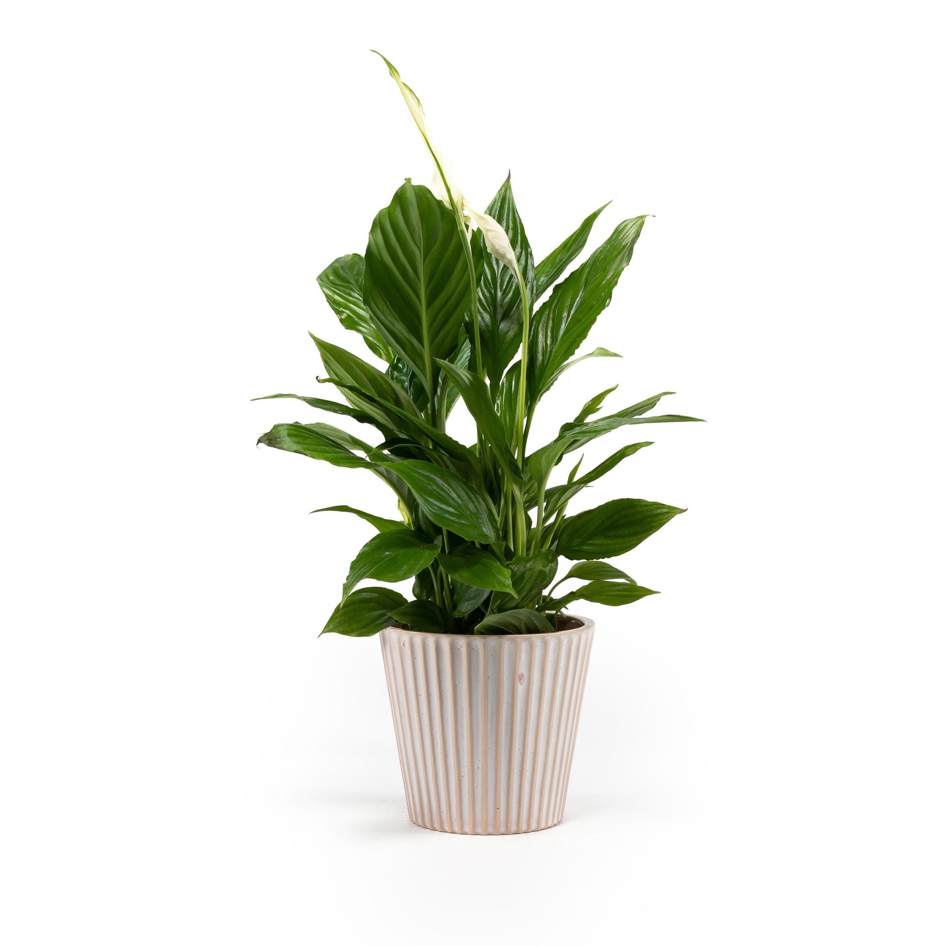 Spathiphyllum 12cm in Hampshire Ceramic - Flowering The Horti House