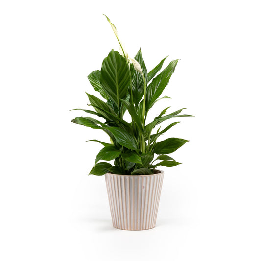 Spathiphyllum 12cm in Hampshire Ceramic - Flowering The Horti House
