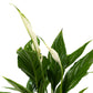 Spathiphyllum 12cm in Hampshire Ceramic - Flowering The Horti House