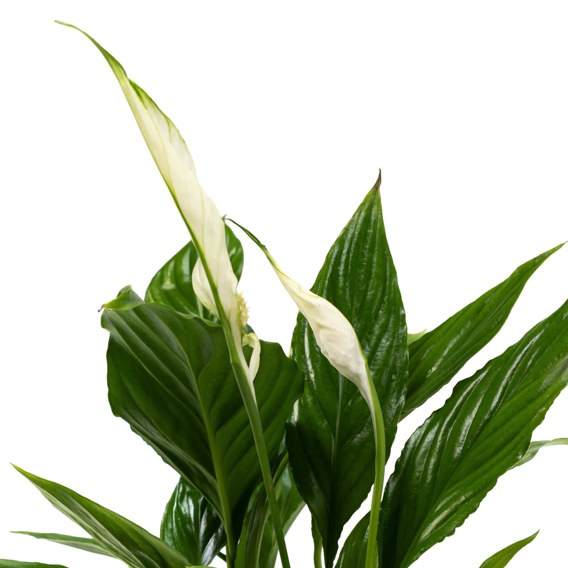 Spathiphyllum 12cm in Hampshire Ceramic - Flowering The Horti House