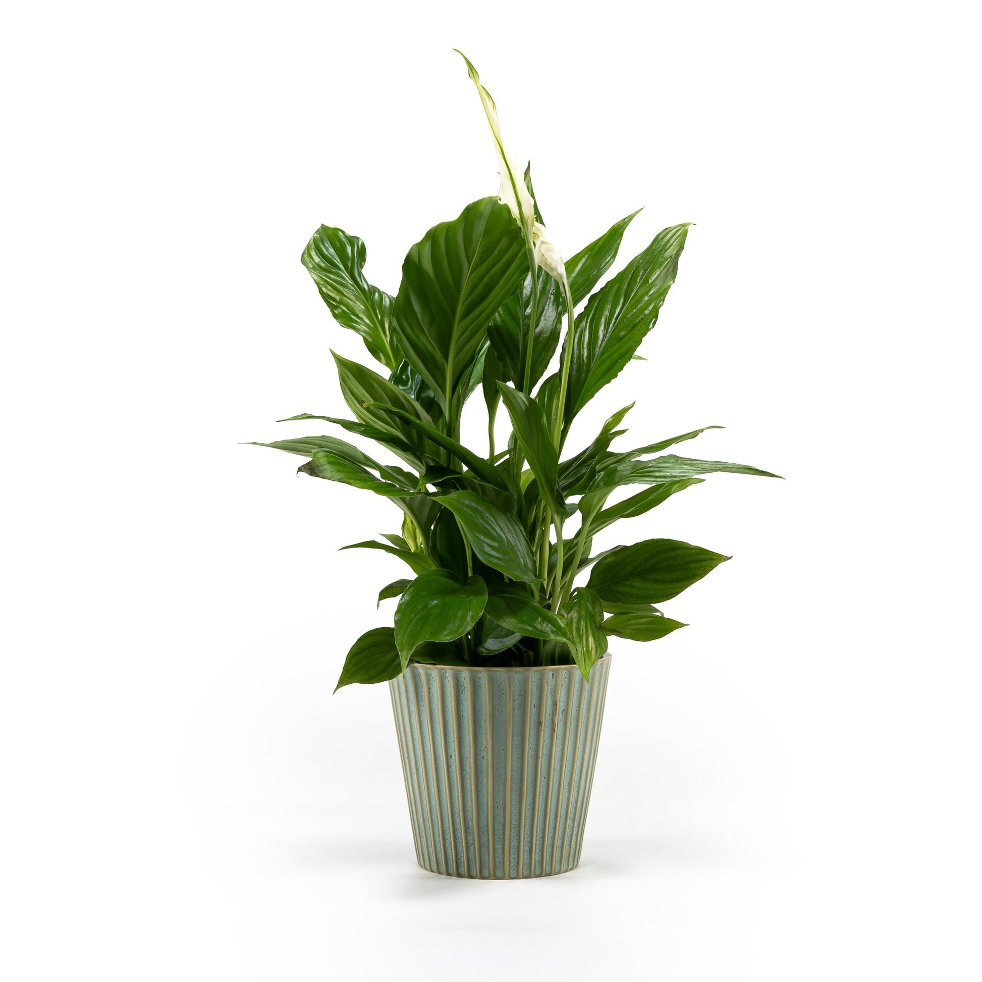 Spathiphyllum 12cm in Hampshire Ceramic - Flowering The Horti House