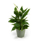 Spathiphyllum 12cm in Hampshire Ceramic - Flowering The Horti House