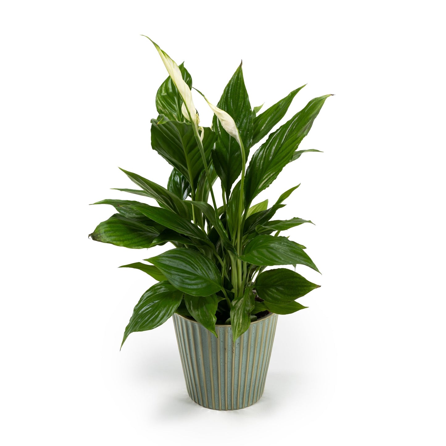 Spathiphyllum 12cm in Hampshire Ceramic - Flowering The Horti House