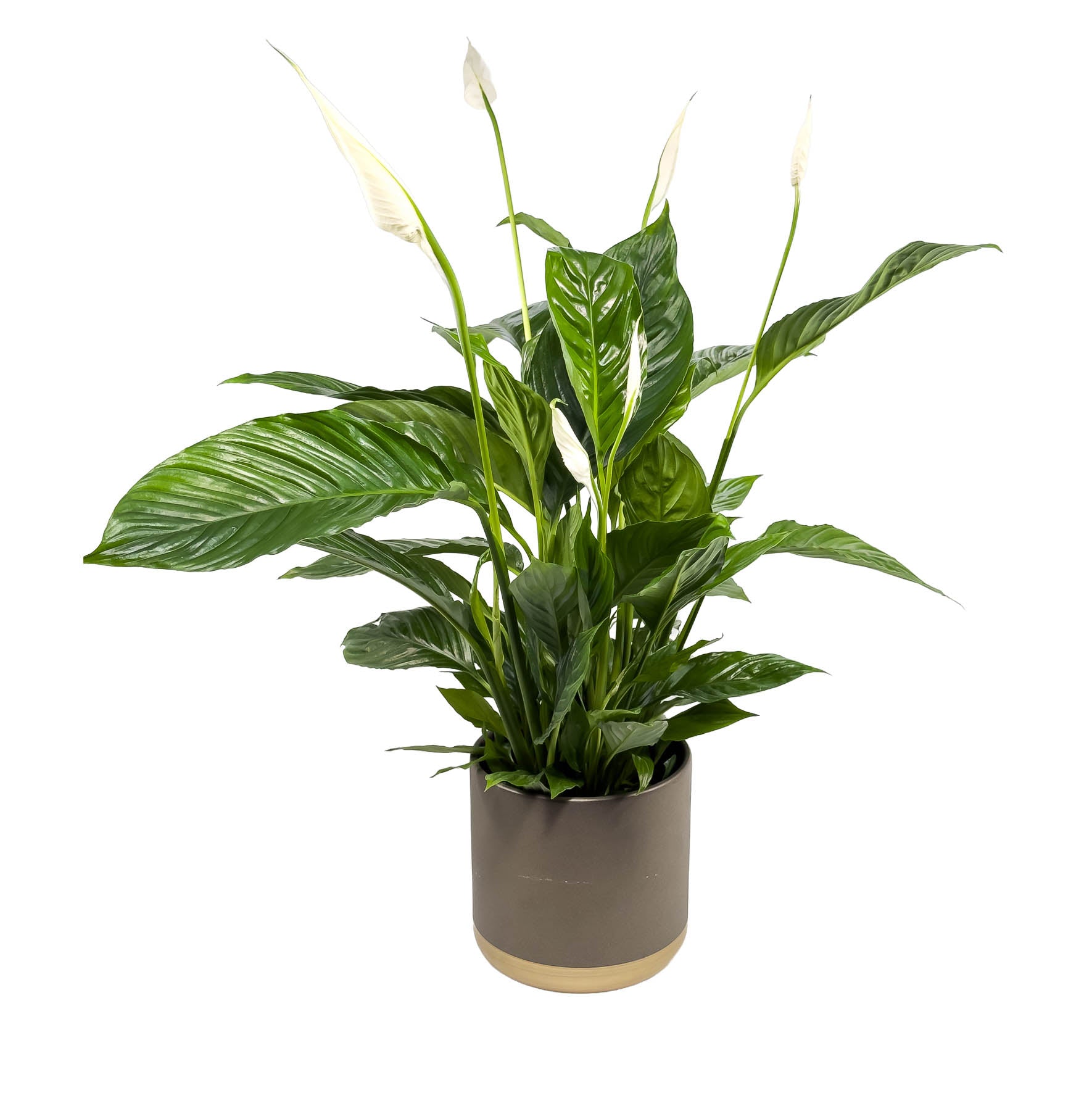 Spathiphyllum 17cm in Christmas Ceramic - Flowering The Horti House