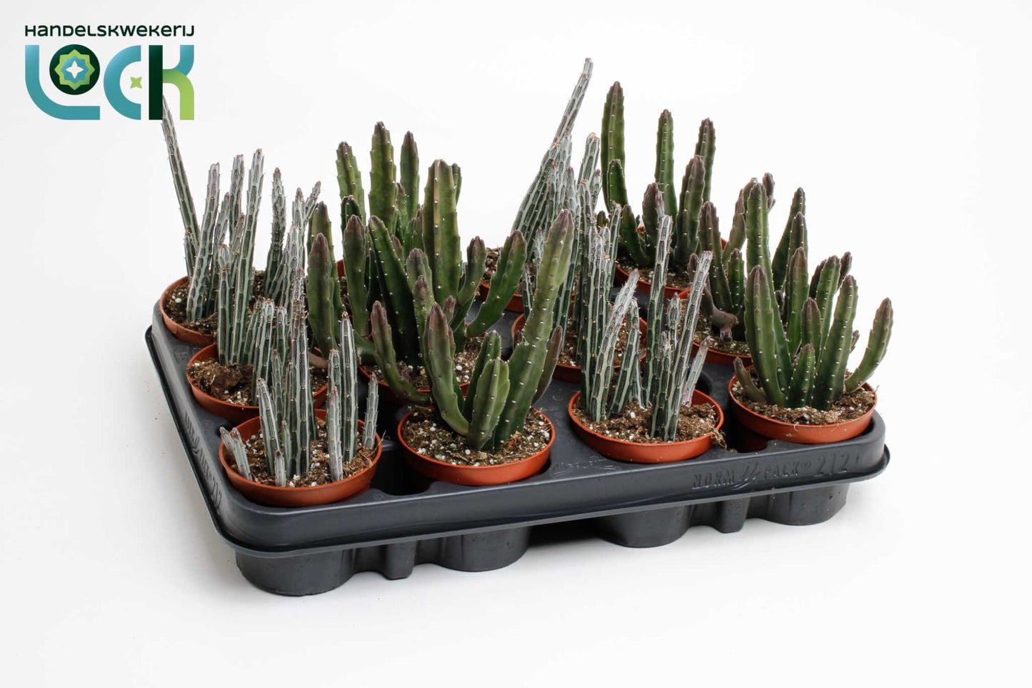 Stapelia 8.5cm mix - Cacti The Horti House