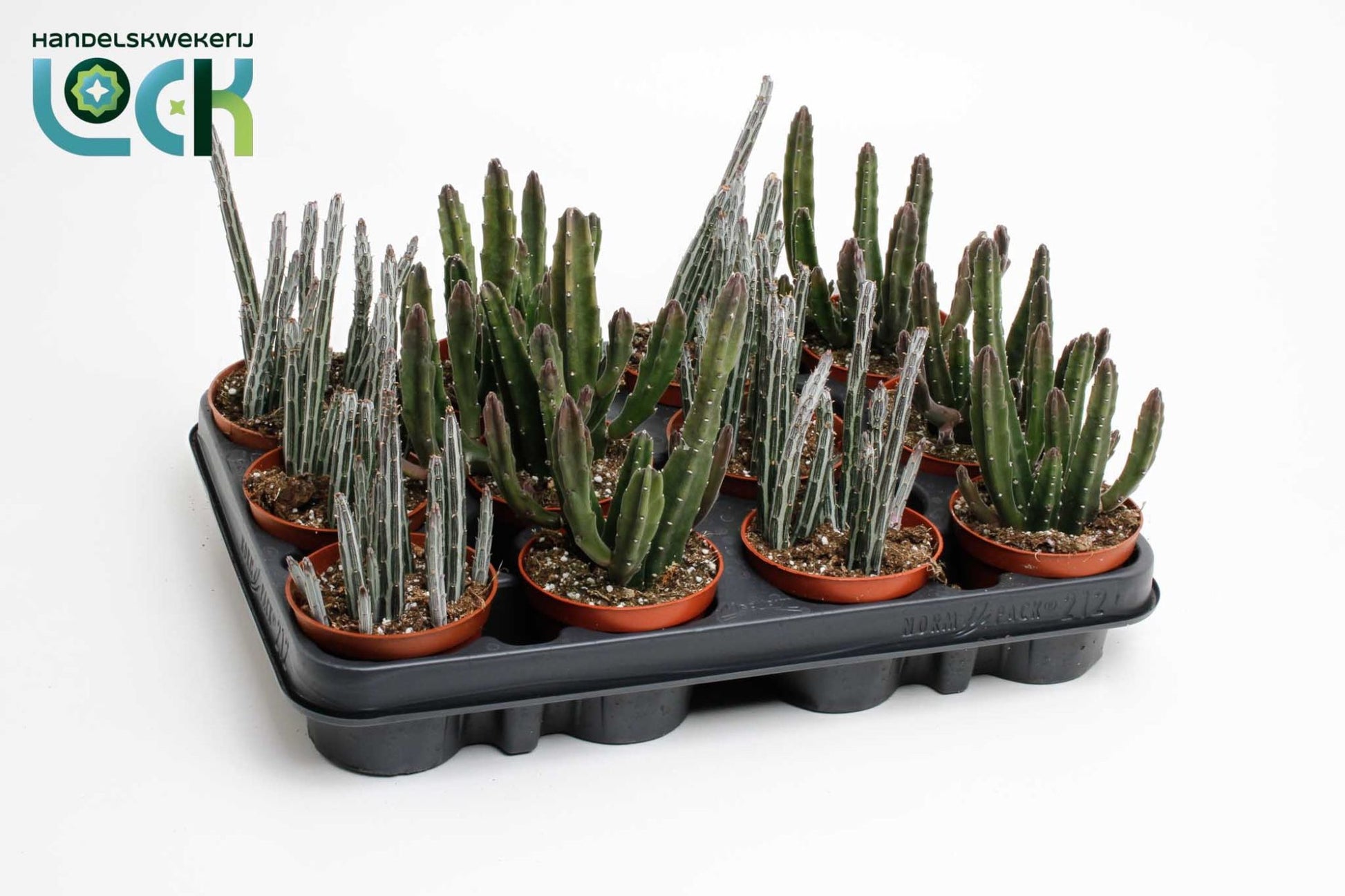 Stapelia 8.5cm mix - Cacti The Horti House