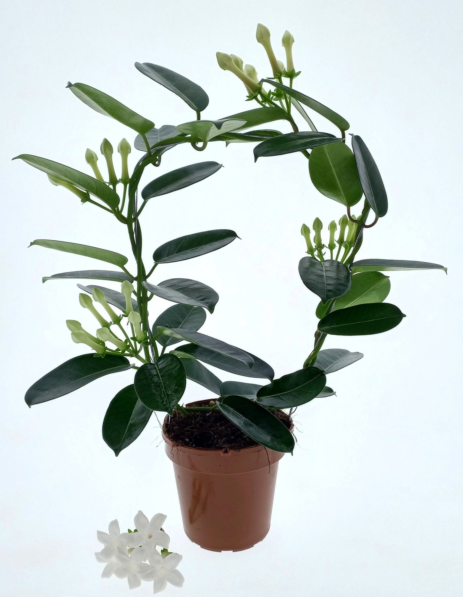 Stephanotis 12cm - Flowering The Horti House