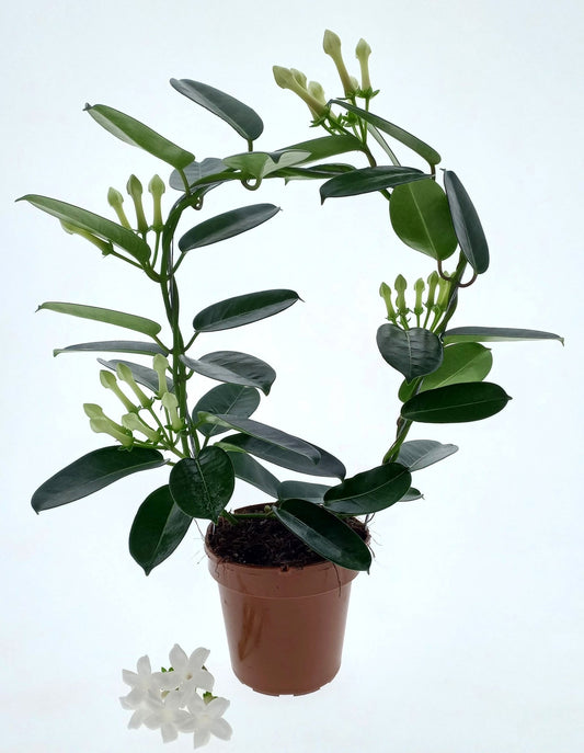 Stephanotis 12cm - Flowering The Horti House
