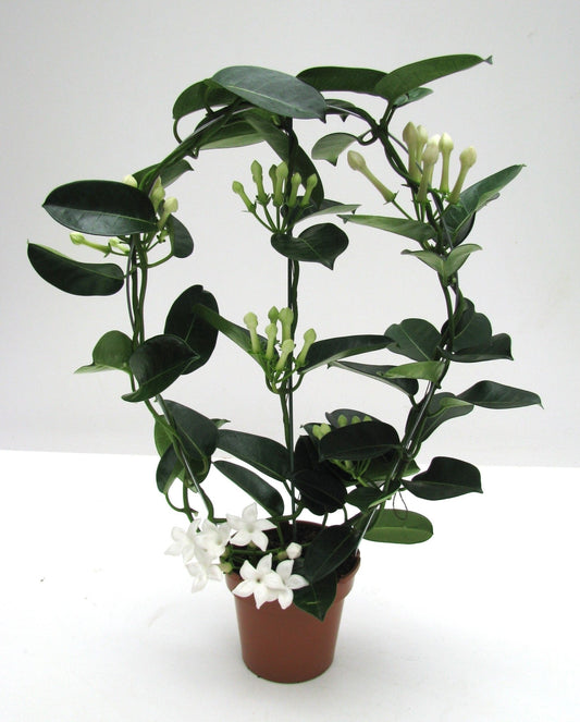 Stephanotis 12cm Elegance - Flowering The Horti House