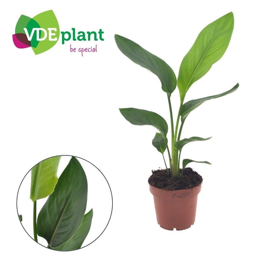 Strelitzia 12cm Reginea - Green Plant The Horti House