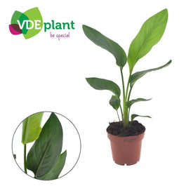 Strelitzia 12cm Reginea - Green Plant The Horti House