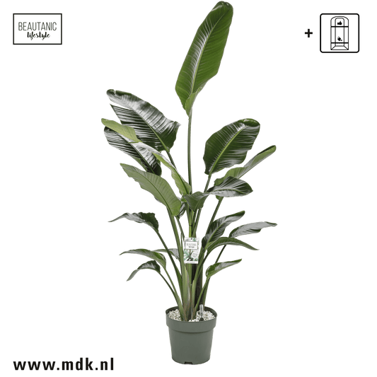Strelitzia 27cm Nicolai Hydro - Green Plant The Horti House