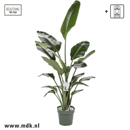 Strelitzia 27cm Nicolai Hydro - Green Plant The Horti House