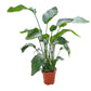 Strelitzia 21cm Nicolai Angled View