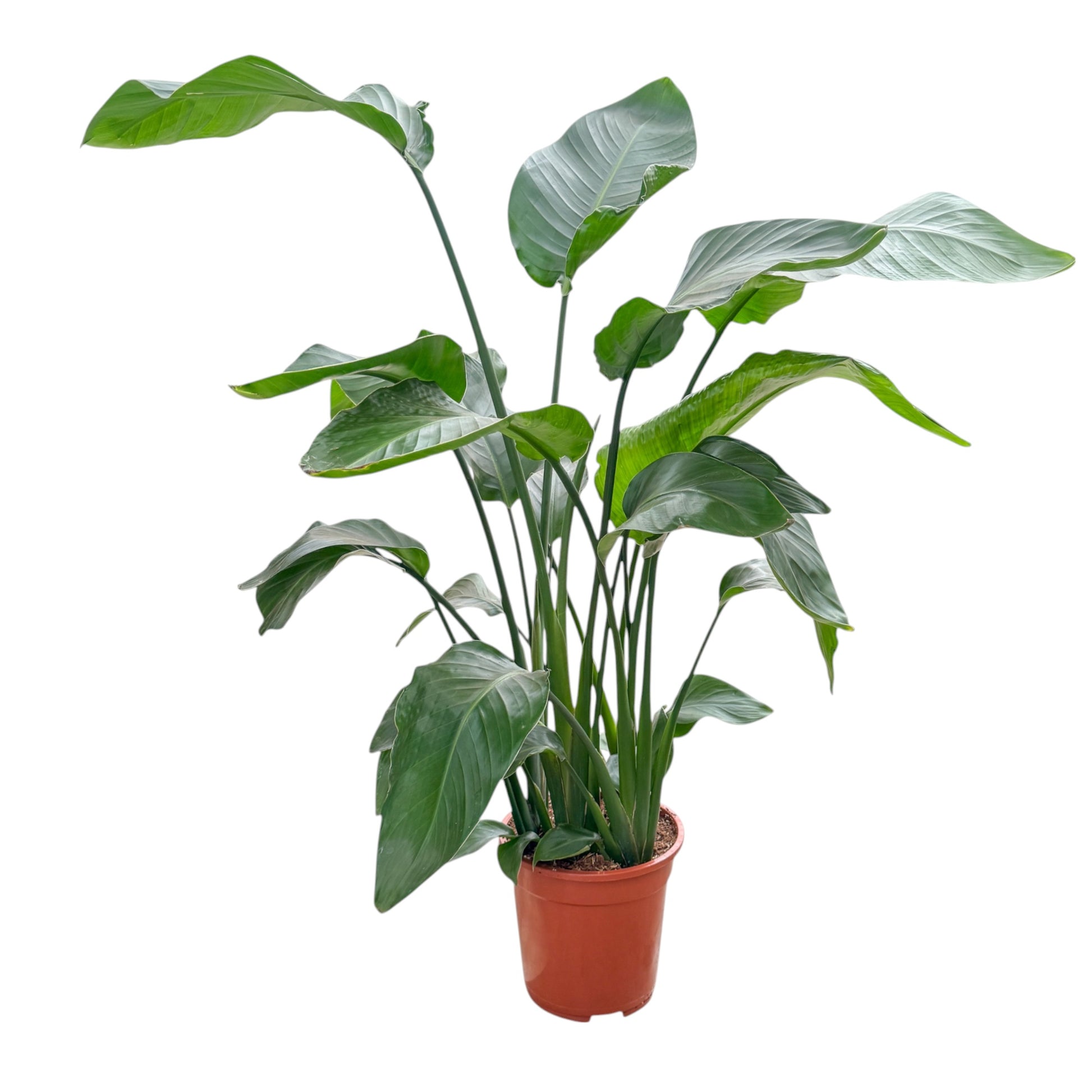 Strelitzia 21cm Nicolai Angled View