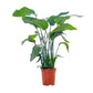 Strelitzia 21cm Nicolai Front View