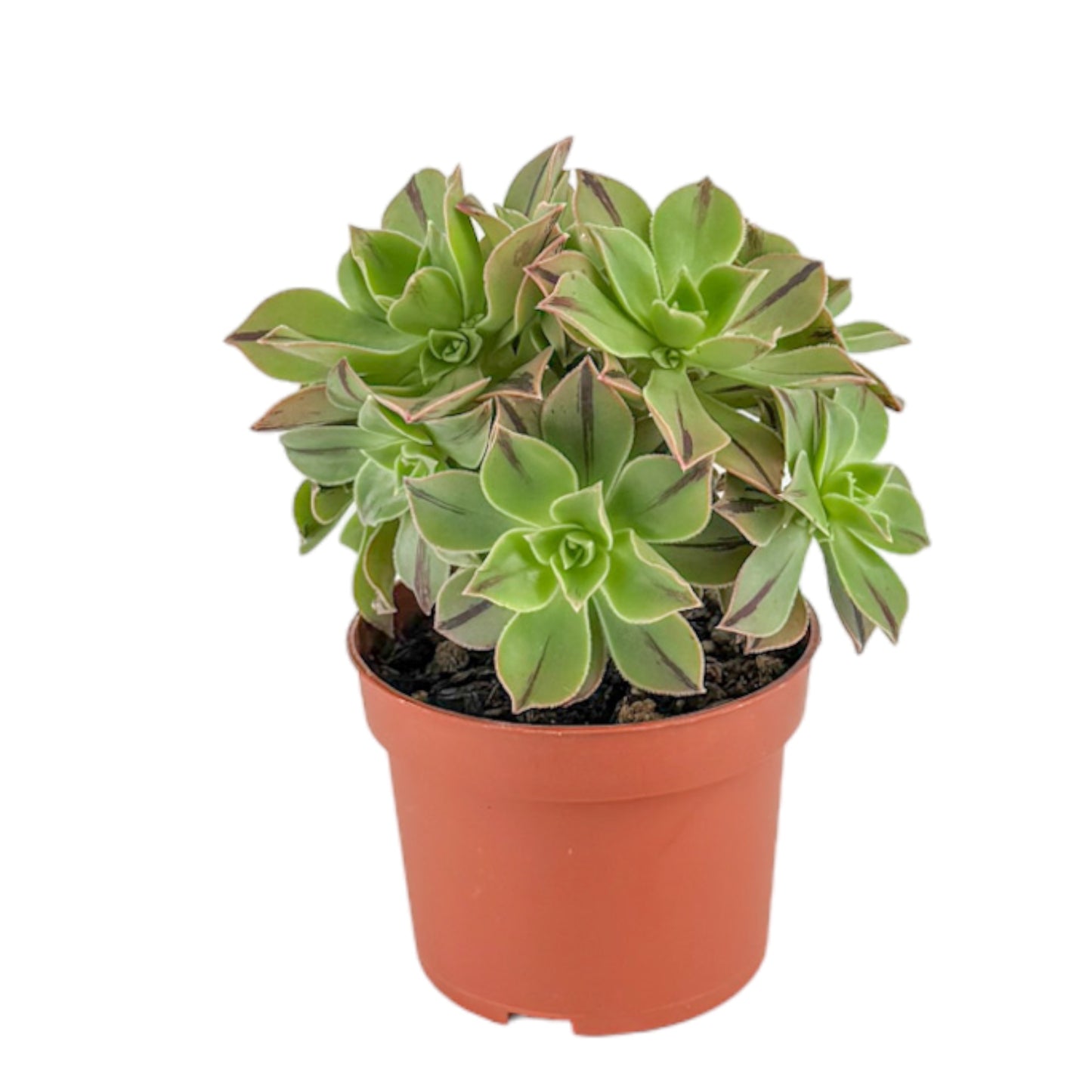 Succulents 10.5cm Mix - Green Plant The Horti House