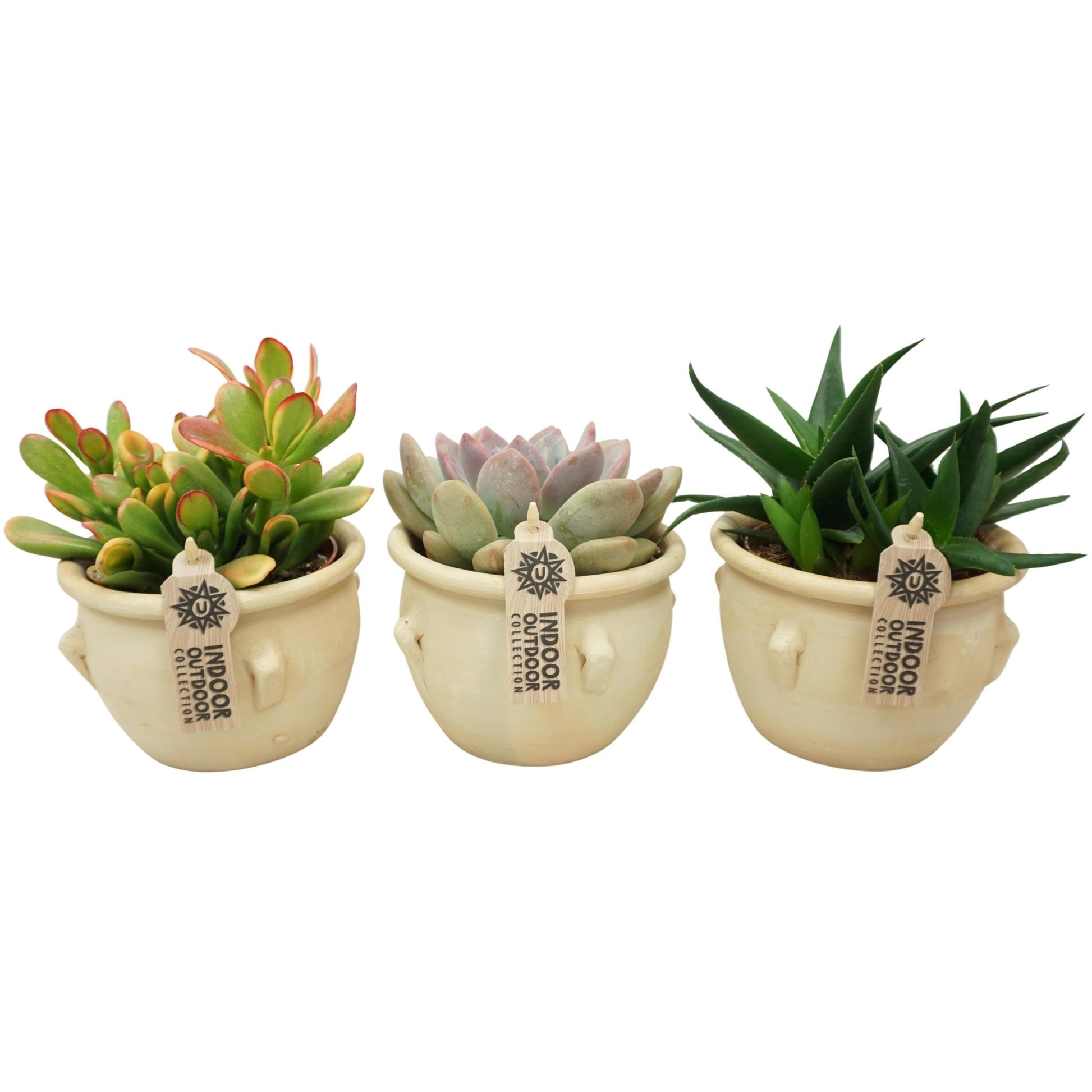 Succulent 12cm La Vica ceramic - Succulent The Horti House