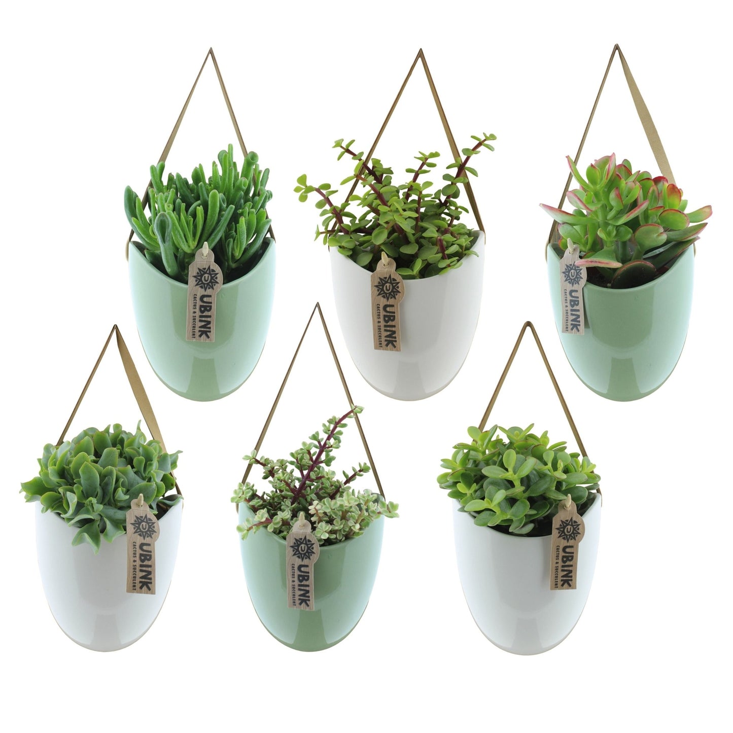 Succulent 12cm in Hanging Pot - Green Plant The Horti House