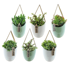 Succulent 12cm in Hanging Pot - Green Plant The Horti House