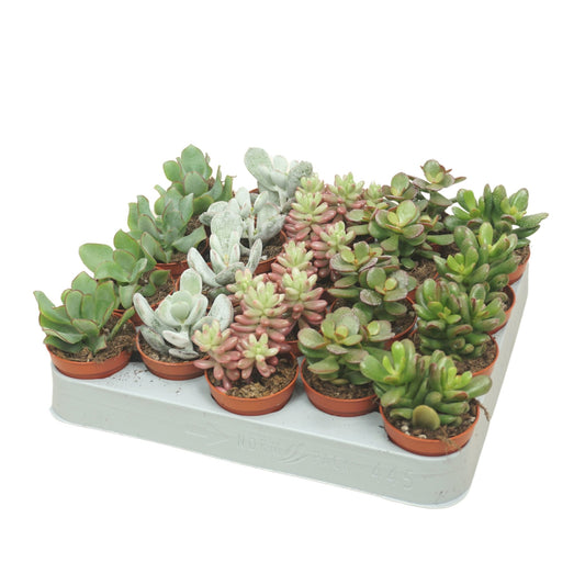 Succulent 5.5cm Mix - Succulent The Horti House