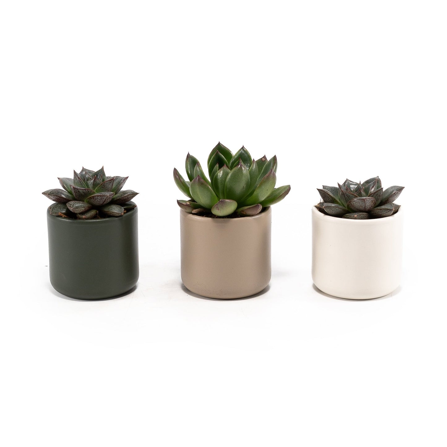 Succulent 6cm Mix in Cambridge - Succulent The Horti House