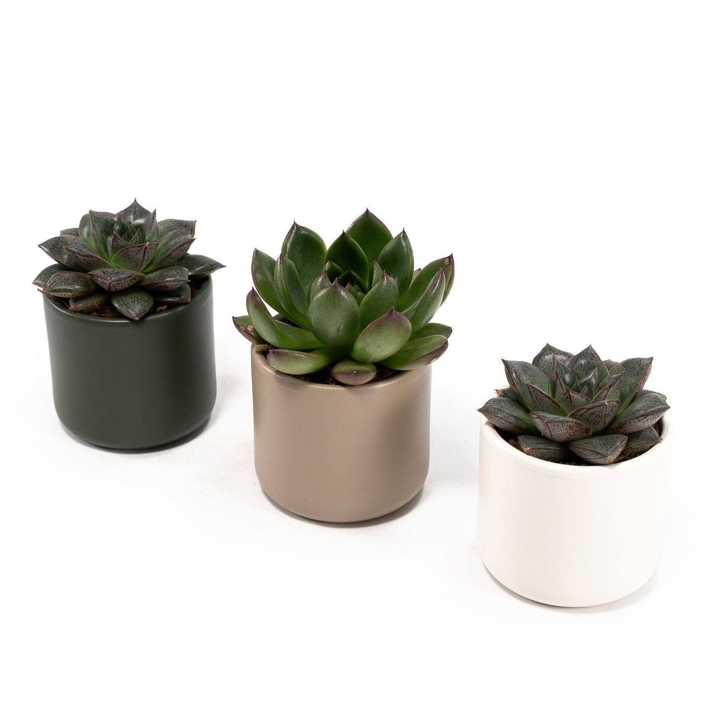 Succulent 6cm Mix in Cambridge - Succulent The Horti House