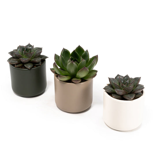 Succulent 6cm Mix in Cambridge - Succulent The Horti House