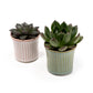 Succulent 6cm Mix in Hampshire - Succulent The Horti House