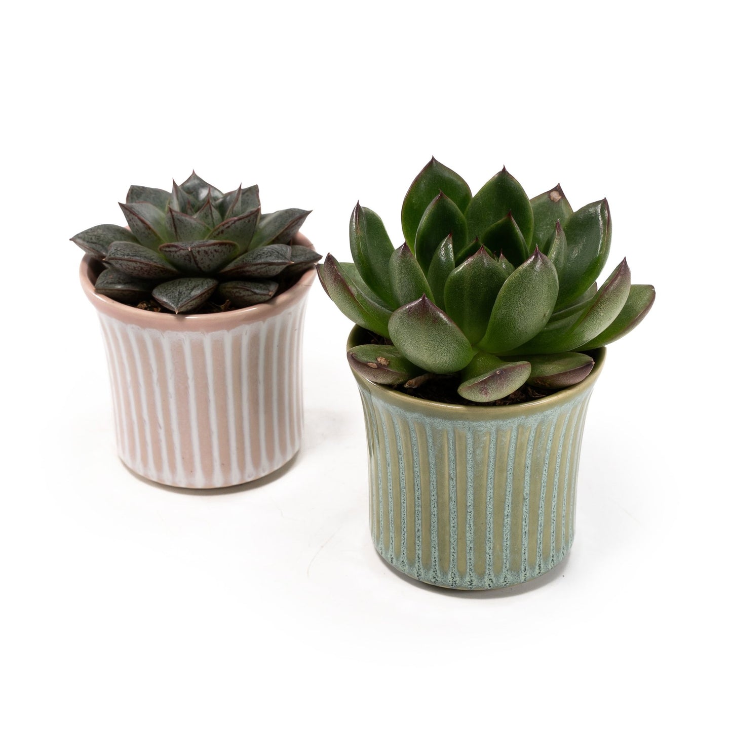 Succulent 6cm Mix in Hampshire - Succulent The Horti House