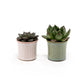Succulent 6cm Mix in Hampshire - Succulent The Horti House