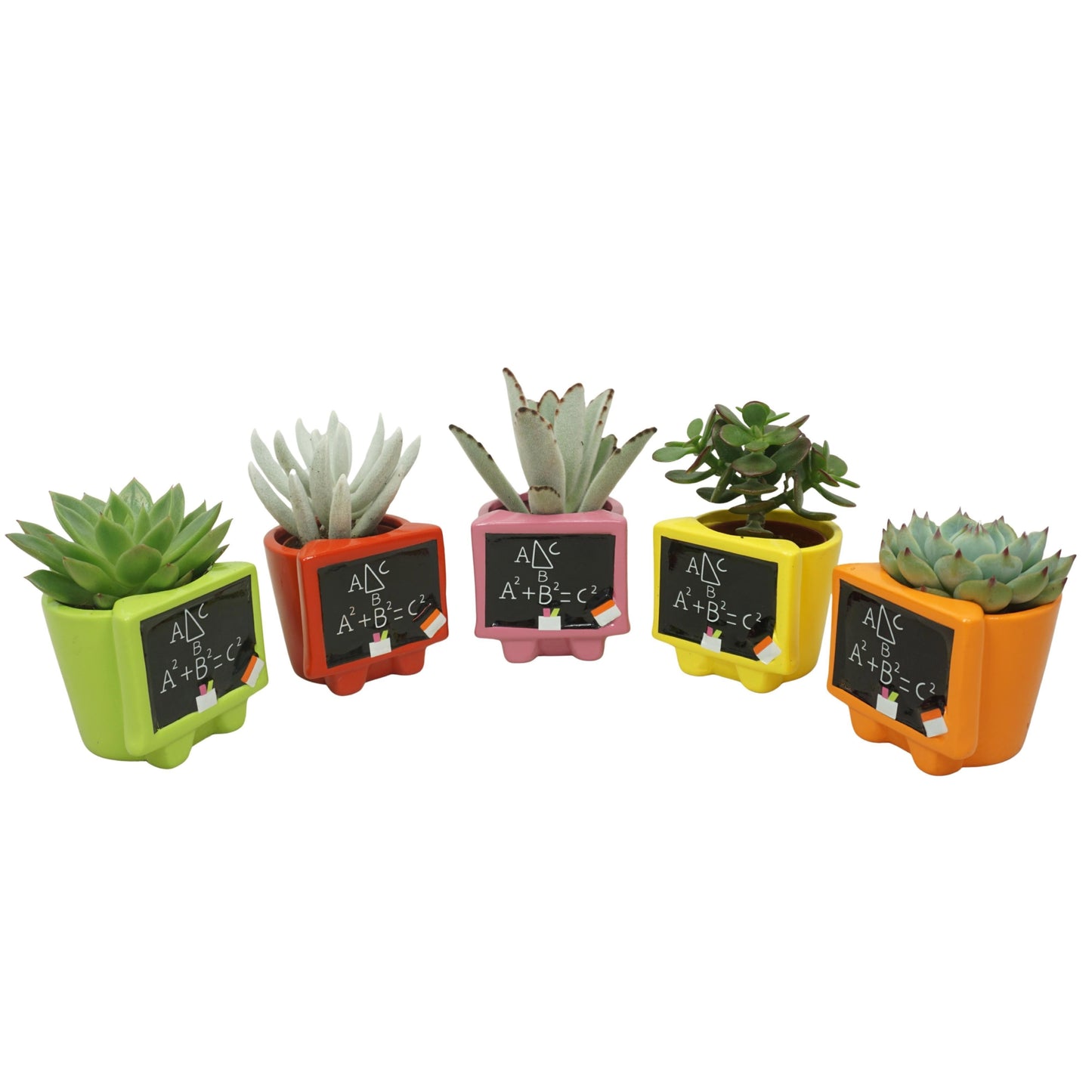 Succulent 7cm Schoolboard