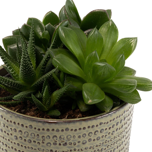 Succulent 13cm Planter - Succulent The Horti House