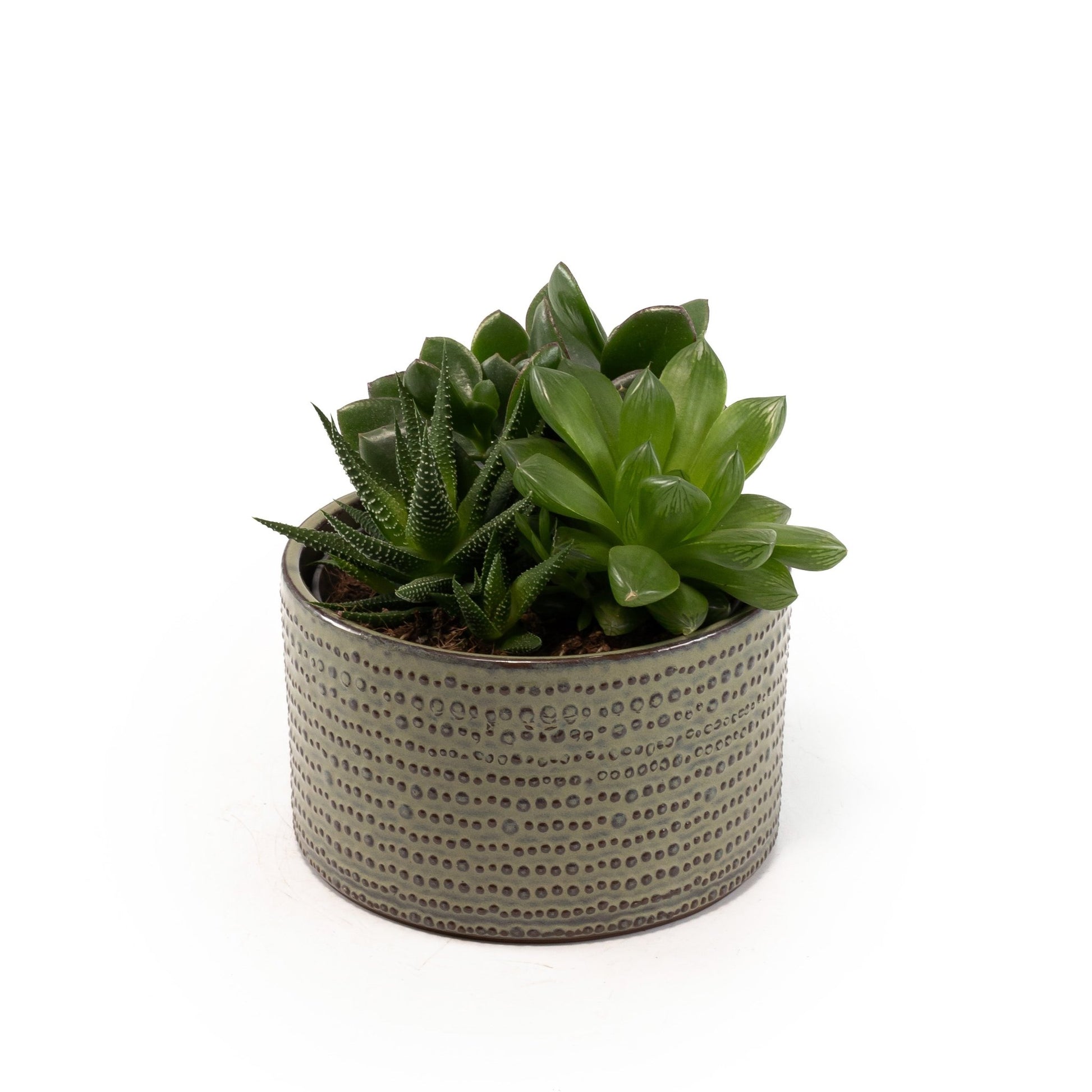 Succulent 13cm Planter - Succulent The Horti House