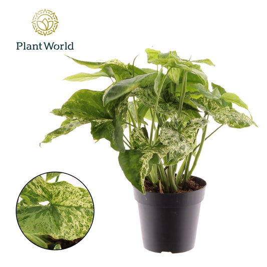 Syngonium 12cm Mottled - Green Plant The Horti House